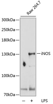 Western blot - iNOS Polyclonal Antibody 