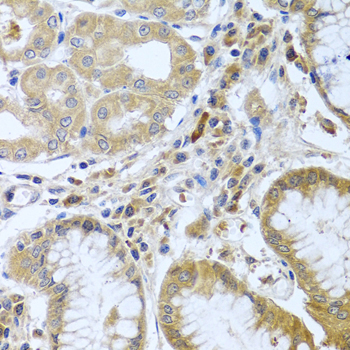 Immunohistochemistry - WNT9A Polyclonal Antibody 