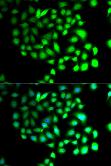 Immunofluorescence - TCEAL8 Polyclonal Antibody 
