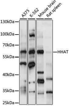 Western blot - HHAT Polyclonal Antibody 