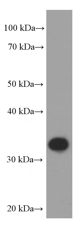 Raji cells were subjected to SDS PAGE followed by western blot with (PD-1/CD279 Antibody) at dilution of 1:1000