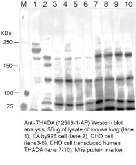 WB result of Catalog No:116036 from Takashi Kobayashi.