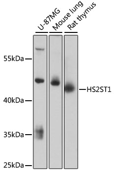 Western blot - HS2ST1 Polyclonal Antibody 