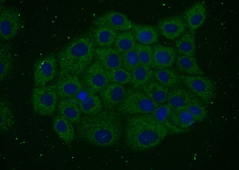 Immunofluorescent analysis of A431 cells using Catalog No:110639(FGFBP3 Antibody) at dilution of 1:25 and Alexa Fluor 488-congugated AffiniPure Goat Anti-Rabbit IgG(H+L)
