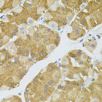 Immunohistochemistry - NAT8 Polyclonal Antibody 