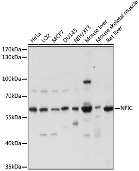 Western blot - NFIC Polyclonal Antibody 
