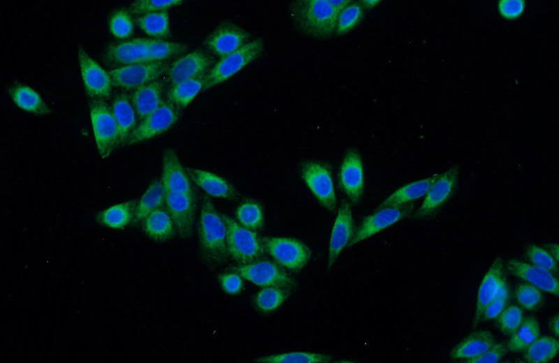 Immunofluorescent analysis of HeLa cells using Catalog No:113682(PDIA6 Antibody) at dilution of 1:50 and Alexa Fluor 488-congugated AffiniPure Goat Anti-Rabbit IgG(H+L)