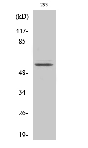 Fig1:; Western Blot analysis of various cells using TIEG2 Polyclonal Antibody cells nucleus extracted by Minute TM Cytoplasmic and Nuclear Fractionation kit (SC-003,Inventbiotech,MN,USA).