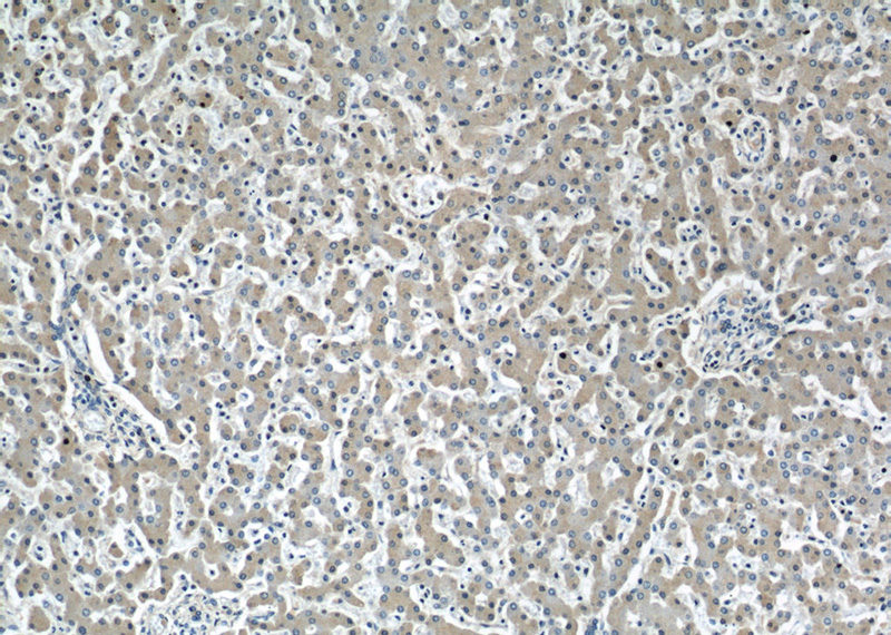 Immunohistochemistry of paraffin-embedded human liver slide using Catalog No:108054(AGT Antibody) at dilution of 1:50