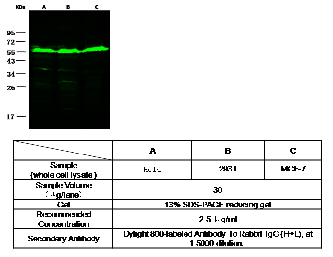 Syndecan-1 / SDC1 / CD138 Antibody, Rabbit PAb, Antigen Affinity Purified, Western blot