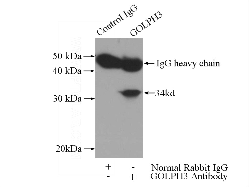 IP Result of anti-GOLPH3 (IP:Catalog No:111045, 3ug; Detection:Catalog No:111045 1:1500) with mouse testis tissue lysate 4000ug.