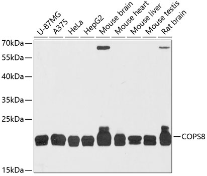 Western blot - COPS8 Polyclonal Antibody 