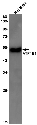 Western blot detection of ATP1B1 in Rat Brain lysates using ATP1B1 Rabbit pAb(1:1000 diluted).Predicted band size:35kDa.Observed band size:45-55kDa.