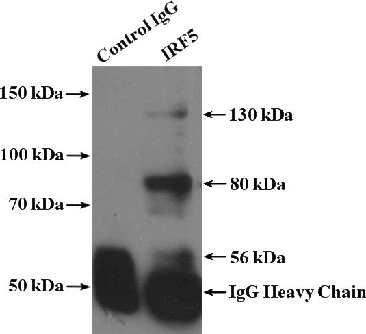 IP Result of anti-IRF5 (IP:Catalog No:107354, 4ug; Detection:Catalog No:107354 1:500) with HeLa cells lysate 1600ug.