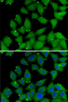 Immunofluorescence - RBBP7 Polyclonal Antibody 