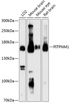 Western blot - PITPNM1 Polyclonal Antibody 