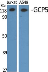 Fig1:; Western Blot analysis of various cells using GCP5 Polyclonal Antibody diluted at 1: 2000