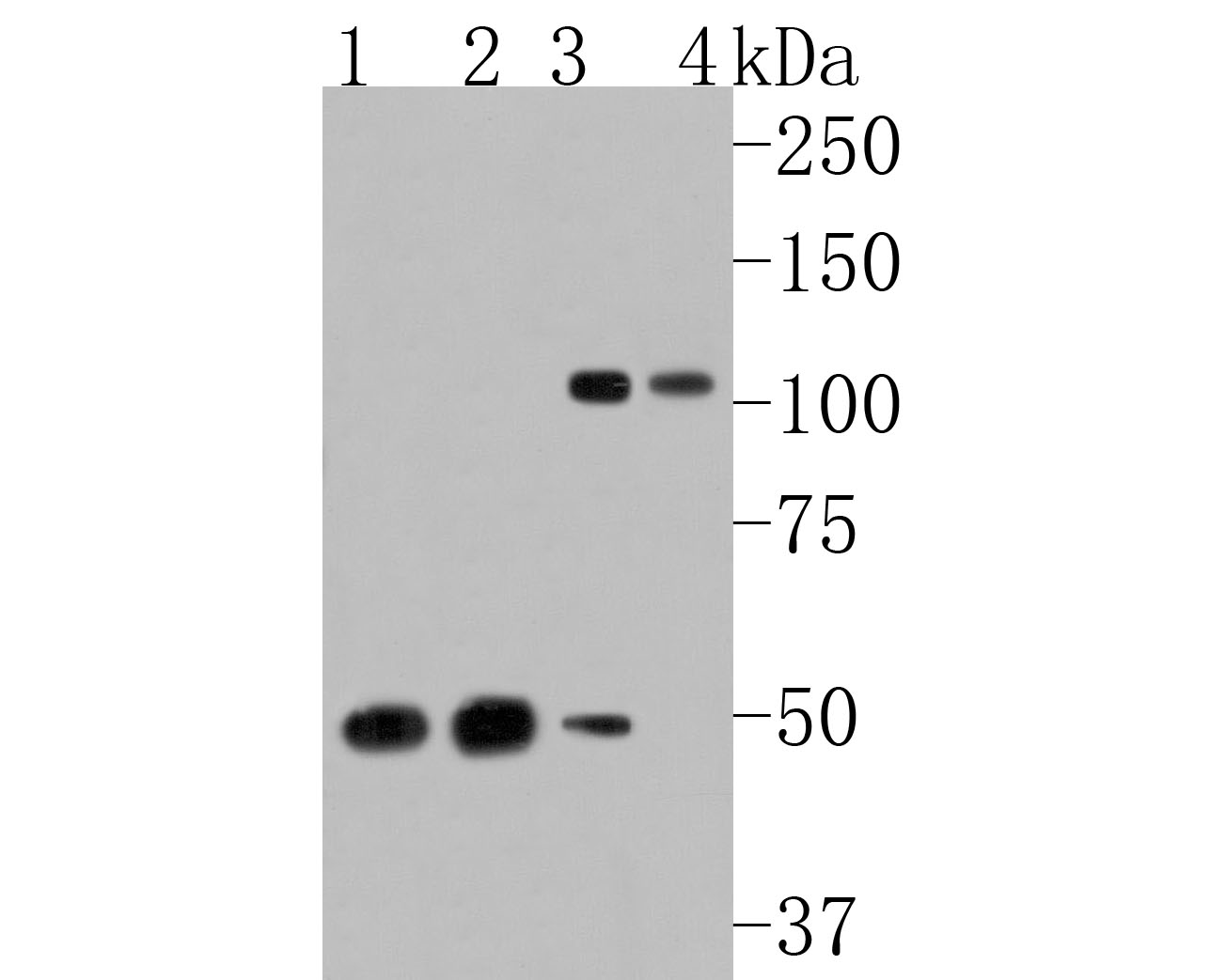 Fig1:; Western blot analysis of ORP1 on different lysates. Proteins were transferred to a PVDF membrane and blocked with 5% NFTM/TBST for 1 hour at room temperature. The primary antibody ( 1/500) was used in 5% NFTM/TBST at room temperature for 2 hours. Goat Anti-Rabbit IgG - HRP Secondary Antibody (HA1001) at 1:200,000 dilution was used for 1 hour at room temperature.; Positive control:; Lane 1: Mouse heart tissue lysate; Lane 2: Rat brain tissue lysate; Lane 3: A549 cell lysate; Lane 4: PC-3 cell lysate