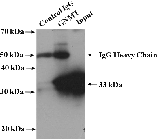 IP Result of anti-GNMT (IP:Catalog No:111006, 4ug; Detection:Catalog No:111006 1:600) with mouse liver tissue lysate 6800ug.