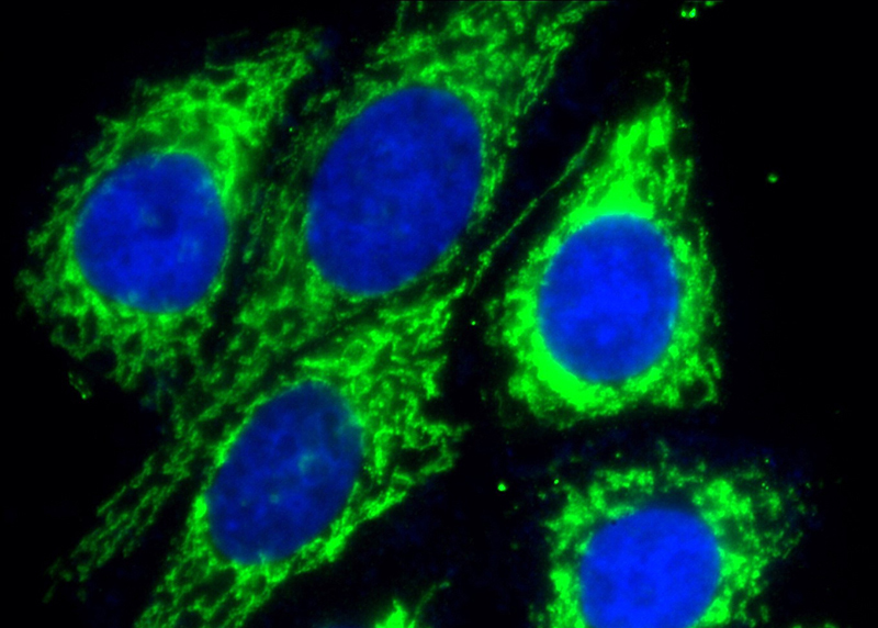 Immunofluorescent analysis of (-20oc Ethanol) fixed HepG2 cells using Catalog No:107152(CHCHD2 Antibody) at dilution of 1:100 and Alexa Fluor 488-congugated AffiniPure Goat Anti-Mouse IgG(H+L)