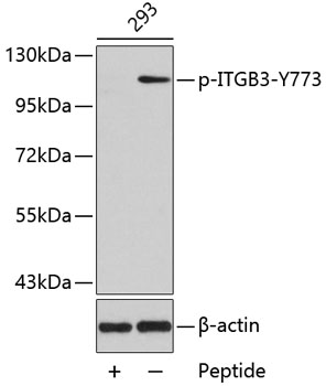 Western blot - Phospho-ITGB3-Y773 pAb 