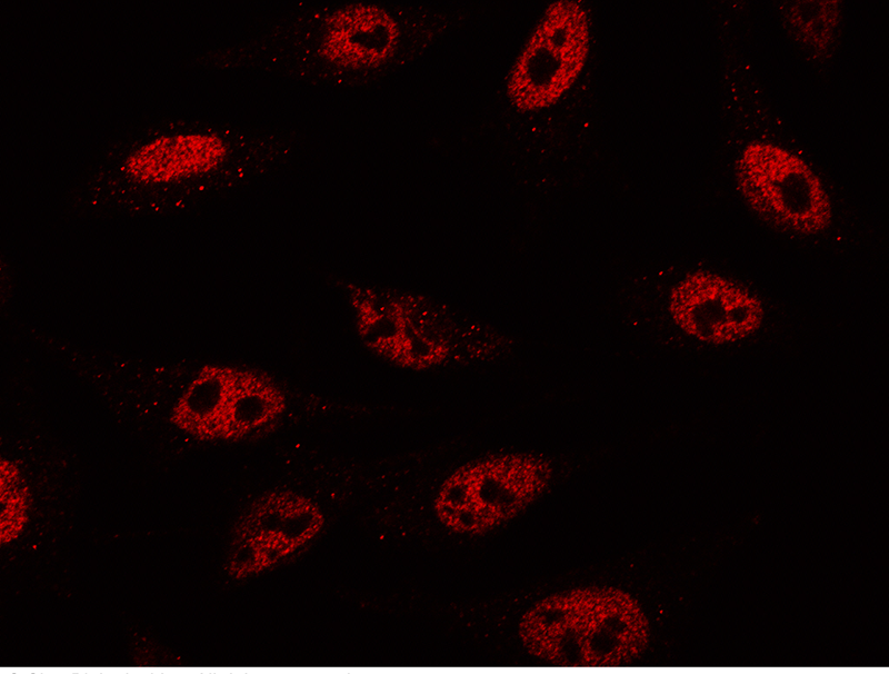 VDR-NR111 Antibody, Rabbit PAb, Antigen Affinity Purified, Immunofluorescence