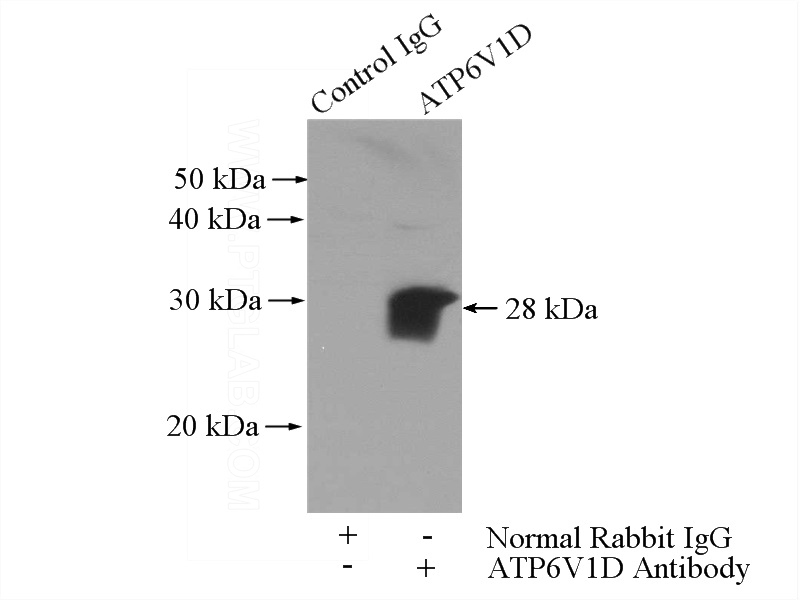IP Result of anti-ATP6V1D (IP:Catalog No:108310, 4ug; Detection:Catalog No:108310 1:500) with mouse lung tissue lysate 4000ug.
