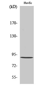 Fig1:; Western Blot analysis of various cells using Rabenosyn-5 Polyclonal Antibody diluted at 1: 1000