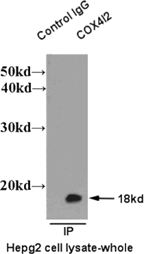 IP result of anti-COX4I2 (Catalog No:117309 for IP and Detection) with HepG2 cell lysate.