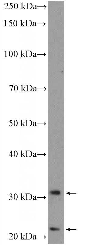 A549 cells were subjected to SDS PAGE followed by western blot with Catalog No:116108(TMEM176B Antibody) at dilution of 1:300