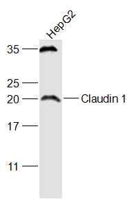Fig3: Sample:; HepG2(Human) Cell Lysate at 30 ug; Primary: Anti-Claudin 1 at 1/1000 dilution; Secondary: IRDye800CW Goat Anti-Rabbit IgG at 1/20000 dilution; Predicted band size: 23 kD; Observed band size: 23 kD