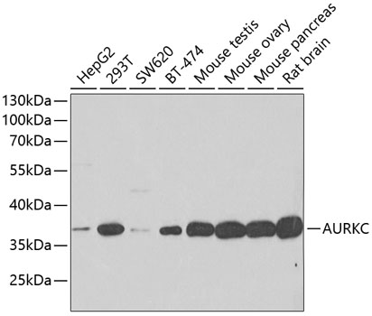 Western blot - AURKC Polyclonal Antibody 
