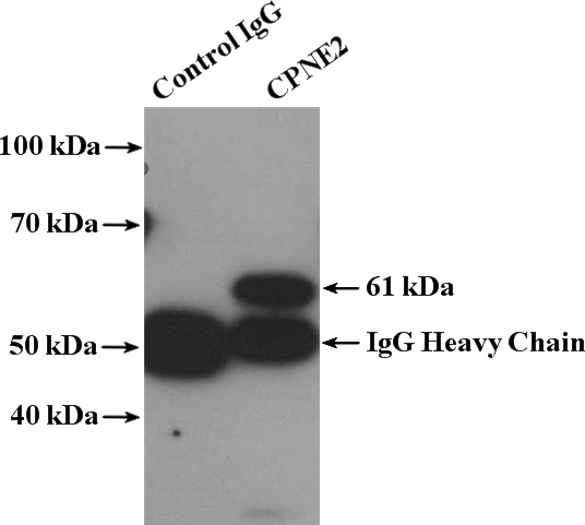 IP Result of anti-CPNE2 (IP:Catalog No:109515, 4ug; Detection:Catalog No:109515 1:300) with mouse brain tissue lysate 3680ug.