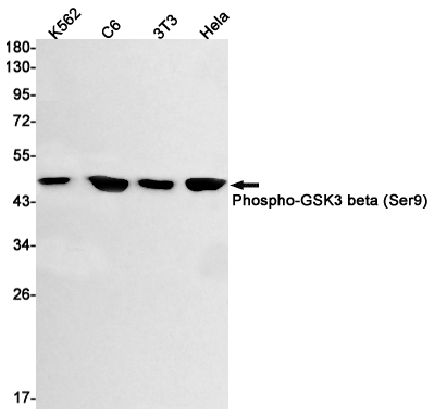 Western blot detection of Phospho-GSK3 beta (Ser9) in K562,C6,3T3,Hela cell lysates using Phospho-GSK3 beta (Ser9) Rabbit mAb(1:1000 diluted).Predicted band size:47kDa.Observed band size:47kDa.