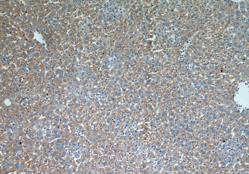 Immunohistochemical of paraffin-embedded mouse liver using Catalog No:109613(CST6 antibody) at dilution of 1:50 (under 10x lens)