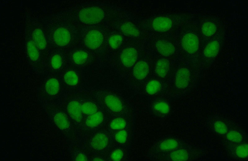 Immunofluorescent analysis of (10% Formaldehyde) fixed HeLa cells using Catalog No:115816(SUB1 Antibody) at dilution of 1:50 and Alexa Fluor 488-congugated AffiniPure Goat Anti-Rabbit IgG(H+L)