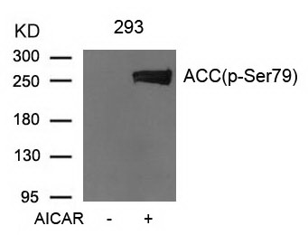 Western blot analysis of extracts from 293 cells untreated or treated with AICAR using Acetyl-CoA Carboxylase (Phospho-Ser79)  Antibody .
