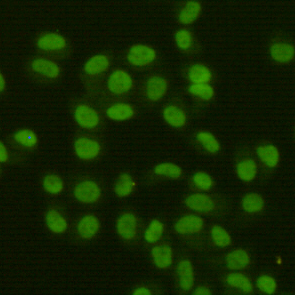 Immunocytochemistry staining of HeLa cells fixed with 4% Paraformaldehyde and using FEN-1 mouse mAb (dilution 1:400).