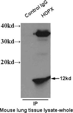 IP result of HOPX antibody (Catalog No:111524 for IP and Detection) with mouse lung tissue lysate.
