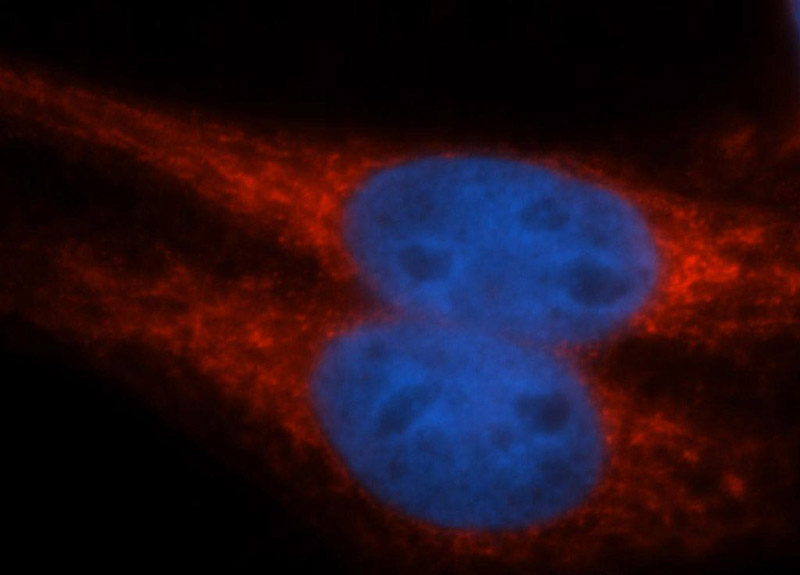Immunofluorescent analysis of HepG2 cells, using Catalog No:113067 and Rhodamine-labeled goat anti-rabbit IgG (red). Blue pseudocolor = DAPI (fluorescent DNA dye).