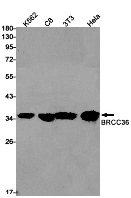 Western blot detection of BRCC36 in Rat Brain,C6,3T3,Hela cell lysates using BRCC36 Rabbit pAb(1:1000 diluted).Predicted band size:36kDa.Observed band size:36kDa.