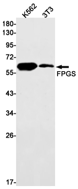 Western blot detection of FPGS in K562,3T3 cell lysates using FPGS Rabbit mAb(1:1000 diluted).Predicted band size:65kDa.Observed band size:65kDa.