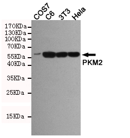 Western blot detection of PKM2 in COS7,C6,3T3 and Hela cell lysates using PKM2 Rabbit pAb (1:1000 diluted).Predicted band size:60kDa.Observed band size:60kDa.