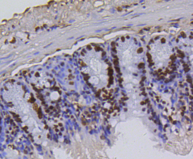 Immunohistochemistry - Acetyl-Histone H4-K5 mAb 