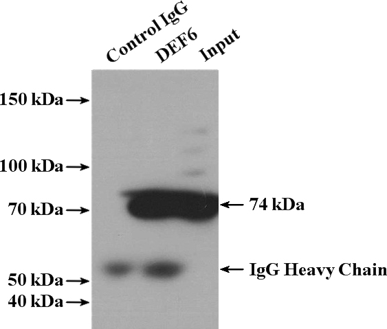 IP Result of anti-DEF6 (IP:Catalog No:109848, 4ug; Detection:Catalog No:109848 1:600) with Jurkat cells lysate 2400ug.