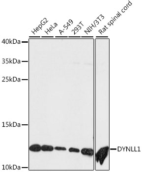 Western blot - DYNLL1 Polyclonal Antibody 