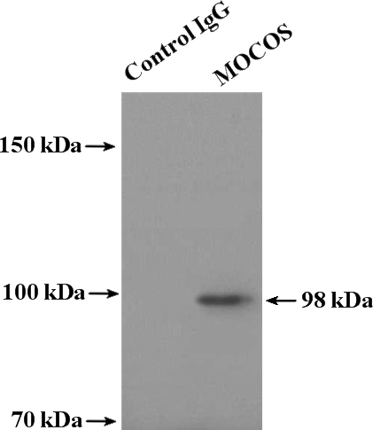 IP Result of anti-MocOS (IP:Catalog No:112724, 4ug; Detection:Catalog No:112724 1:300) with HepG2 cells lysate 4000ug.