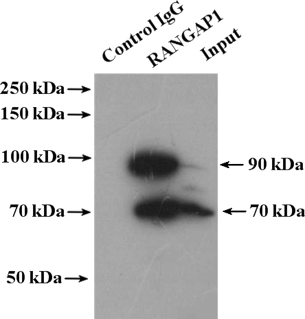IP Result of anti-RANGAP1 (IP:Catalog No:114542, 4ug; Detection:Catalog No:114542 1:300) with HEK-293 cells lysate 3600ug.