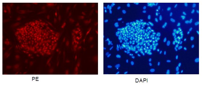 Confocal immunofluorescent analysis of human embronic stem cells with Catalog No:112081 at dilution of 1:50. The PE shows staining with Catalog No:112081/PE. The DAPI shows nuclear staining by DAPI.