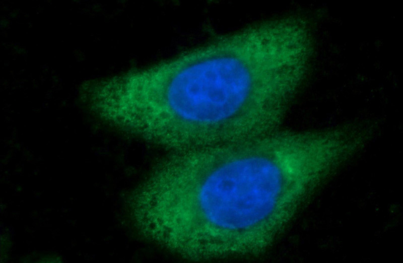 Immunofluorescent analysis of HepG2 cells using Catalog No:112248(ARG1 Antibody) at dilution of 1:50 and Alexa Fluor 488-congugated AffiniPure Goat Anti-Rabbit IgG(H+L)